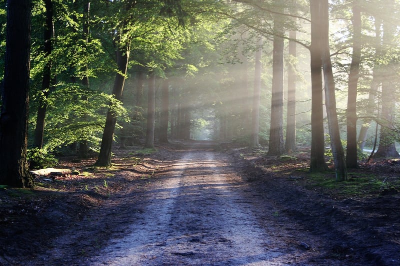Secret Forest